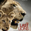 Последние львы
