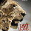 Последние львы